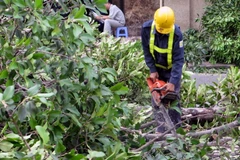 Hà Nội triển khai thay thế nhiều loại cây xanh trong tháng 11