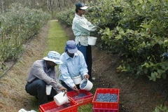 Công nhân da màu tại Mỹ ngày càng bị thua thiệt về kinh tế