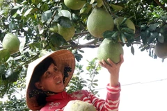 ĐBSCL trồng thêm 25.000ha bưởi đặc sản phục vụ xuất khẩu