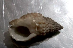 Ốc bùn răng cưa là nguyên nhân gây ngộ độc tại Ninh Thuận