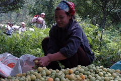 Mơ bắt đầu vào vụ, giá bán cao gấp 2-3 lần năm ngoái