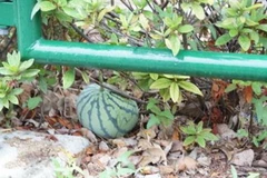 Nhật Bản: Kỳ lạ dưa hấu kết trái bên lề hè phố Tokyo