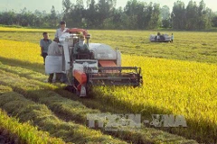 Thu hoạch lúa ở Hậu Giang. (Ảnh: Duy khƯơng/TTXVN)