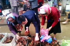 Lào Cai: Các loại hoa, củ dùng ngâm rượu được bày bán tràn lan 