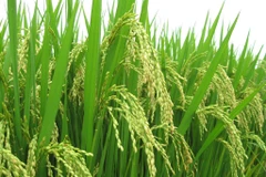 Thái Lan phát triển giống lúa thơm kháng sâu bọ, hạn hán