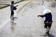 (Ảnh: Đình Huệ/TTXVN)