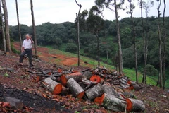 Vụ lâm tặc xẻ thịt rừng: Khu vực bị khai thác trái phép thuộc Gia Lai