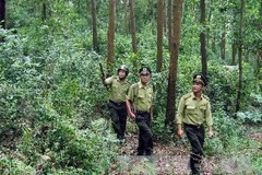 Kiểm lâm tuần tra rừng. Ảnh minh họa. (Nguồn: TTXVN)