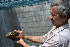 Tạo điều kiện để dân bảo tồn loài rùa Trung Bộ quý hiếm 