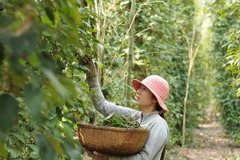 200 nông dân trồng tiêu nhận chứng nhận Rainforest Allian