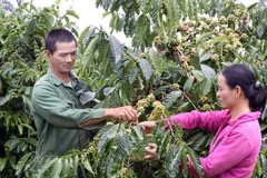 Đồng Nai xuất khẩu hơn 100.000 tấn càphê trong 4 tháng