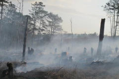 Đắk Nông: Xử lý các đối tượng để rừng thông 30 năm bị hủy hoại