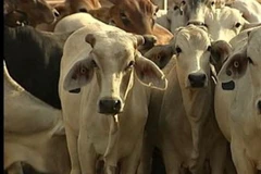 Xuất khẩu gia súc từ Australia sang Việt Nam tăng ấn tượng