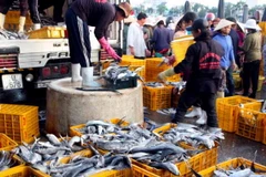 Khai thác biển được mùa, ngư dân Bạc Liêu trúng lớn