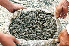 Cà Mau: Ốc len chết hàng loạt không rõ nguyên nhân