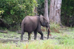 Hà Tĩnh: Đàn voi rừng xâm hại rừng trồng tại huyện Hương Sơn