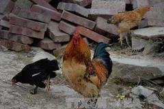 Gia cầm nuôi tại một nhà dân ở làng Sirong, tỉnh Quảng Tây ngày 10/2. (Nguồn: AFP/TTXVN)