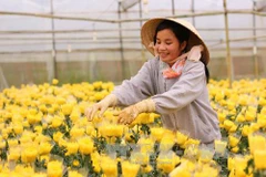 Ảnh minh họa. (Nguồn: TTXVN)