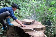 Đắk Lắk: Lâm tặc tàn phá tan hoang rừng sinh thái Bản Đôn 