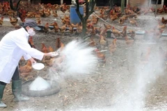 Tăng phòng chống, sẵn sàng ứng phó dịch bệnh cúm A/H5N6