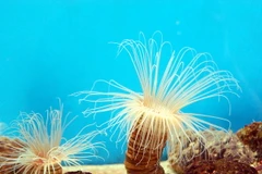 Ngành hải dương học Việt Nam tích cực hội nhập quốc tế