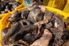 Kiên Giang kiểm soát việc khai thác tự phát con banh lông