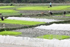 Gieo cấy lúa vụ xuân. Ảnh minh họa. (Nguồn: TTXVN)