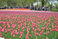 [Photo] Lễ hội hoa Tulip Ottawa làm say lòng du khách
