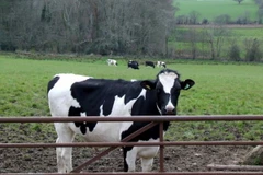 Đức lo ngại nguy cơ thịt bò nhiễm bệnh than trên khắp đất nước