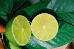 Hậu Giang: Khan hiếm hàng, giá chanh không hạt tăng kỷ lục