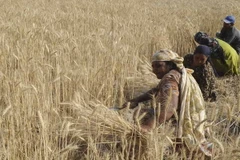 Biến đổi khí hậu khiến lượng ngũ cốc giảm 2% mỗi thập kỷ 