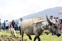 Trải nghiệm thú vị với "Một ngày làm nông dân Sa Pa"