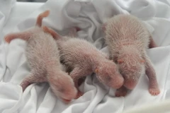 Kỳ diệu khi lần đầu tiên gấu trúc sinh ba và đều còn sống sót