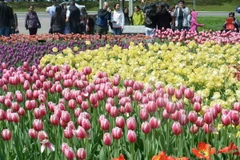 Thủ đô Ottawa rực rỡ trong lễ hội hoa tulip lớn nhất thế giới