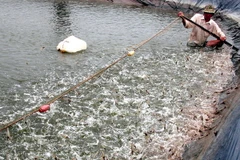 Cà Mau phấn đấu đạt 1,4 tỷ USD tổng kim ngạch xuất khẩu thủy sản