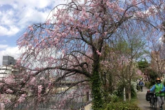 [Photo] Lộng lẫy mùa hoa anh đào ở đất nước Mặt Trời mọc