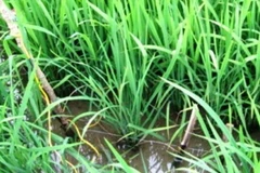 Thái Bình: Bắt giam đối tượng dùng bẫy điện làm chết 2 người