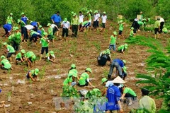 Trồng rừng ngập mặn chống biến đổi khí hậu. (Nguồn: TTXVN)