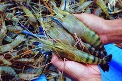 Đồng Tháp: Hiệu quả kinh tế cao từ việc nuôi tôm càng xanh mùa lũ 