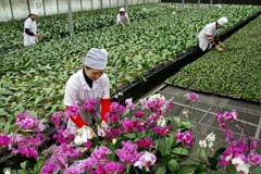 Doanh nghiệp Đài Loan đầu tư vào ngành nông nghiệp Quảng Ninh