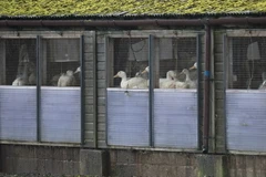 Ổ cúm gia cầm ở Anh có thể liên quan tới ổ dịch ở Hà Lan, Đức 