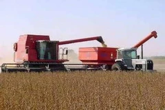 Thu hoạch đậu tương tại Argentina. (Ảnh: Engormix)