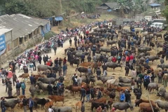 Khám phá nét độc đáo của chợ bò phiên Nghiên Loan ở Pác Nặm 