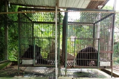 (Ảnh minh họa: Lê Đức Hoảnh/TTXVN)