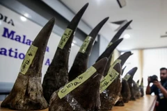 Ảnh minh họa. (Nguồn: EPA/TTXVN)