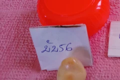 Ngư dân Bạc Liêu đánh bắt được viên ngọc ốc quý hiếm