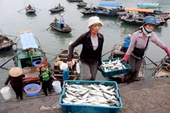 Ngư dân huyện đảo Cát Hải đang chuyển cá từ tàu đánh bắt lên bờ tại cảng cá Cát Bà. (Ảnh: Huy Hùng/TTXVN)