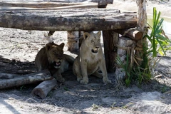 Một cặp sư tử "phản ứng" với tiếng động mà du khách tạo ra trên ôtô khi nhìn thấy chúng ở quá gần. (Ảnh: T.H/Vietnam+)