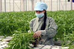 Thời gian kể từ lúc cấy cây giống vào máng trồng cho đến khi thu hoạch khoảng 25-35 ngày tùy thuộc giống cây và mùa vụ trồng. (Ảnh: T.H/Vietnam+)