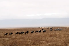 Đàn linh dương, ngựa vằn di chuyển trên một bình nguyên rộng lớn. (Ảnh: T.H/Vietnam+)